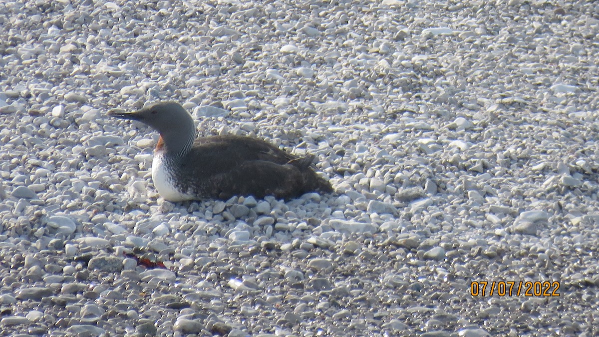 Red-throated Loon - ML468737621