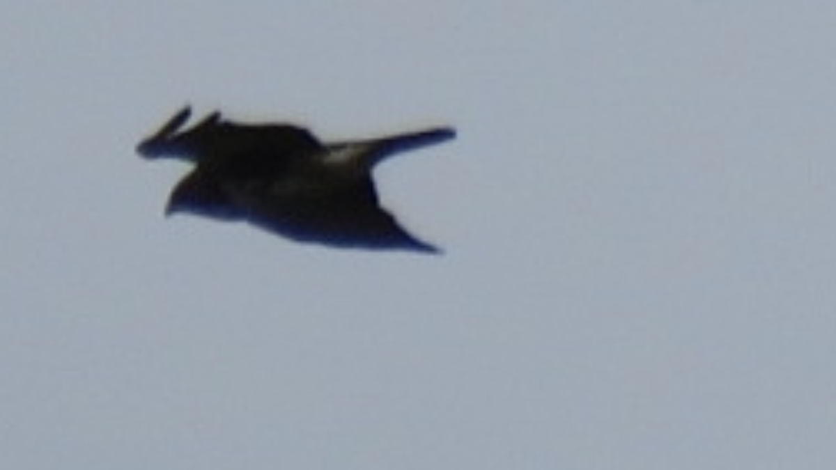 Short-tailed Hawk - aerin tedesco