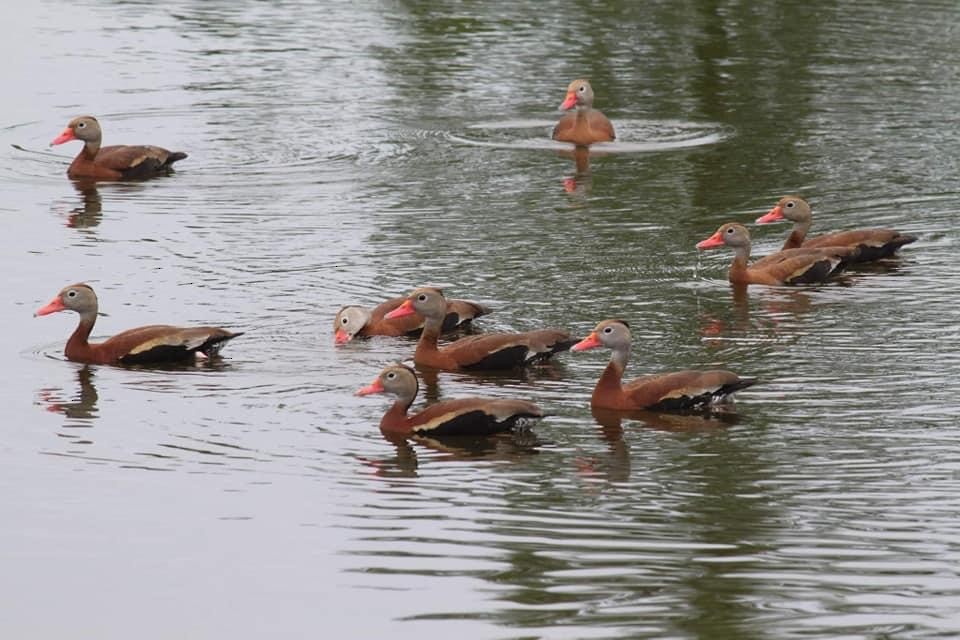 Black-bellied Whistling-Duck - Tennessee Rare Bird Records