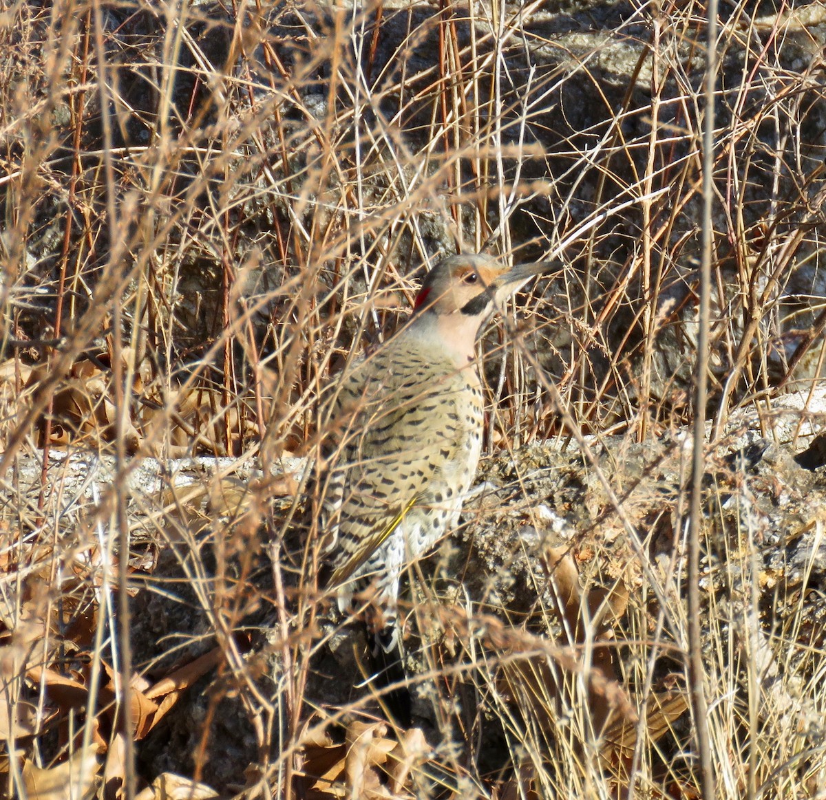 Northern Flicker (Yellow-shafted) - ML46874491