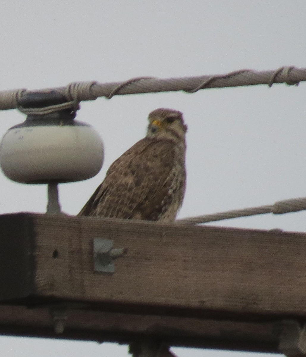 Prairie Falcon - Kelli Heindel