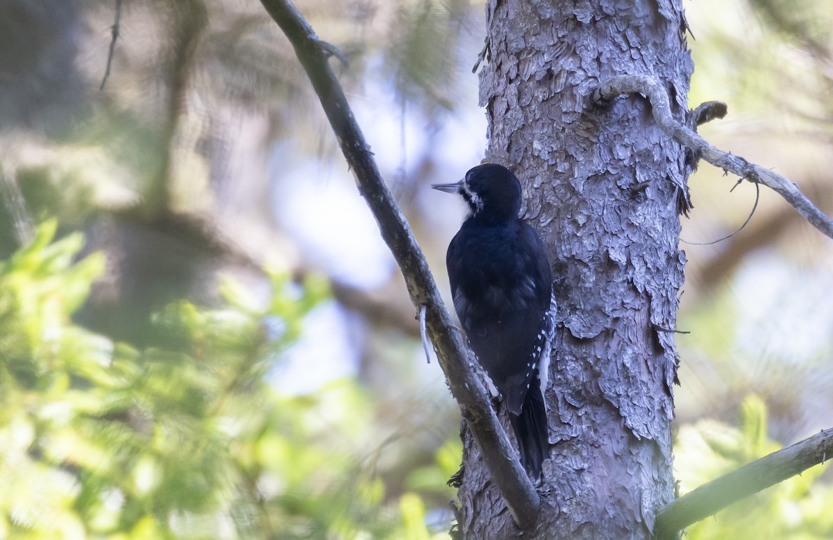 Black-backed Woodpecker - Jay McGowan