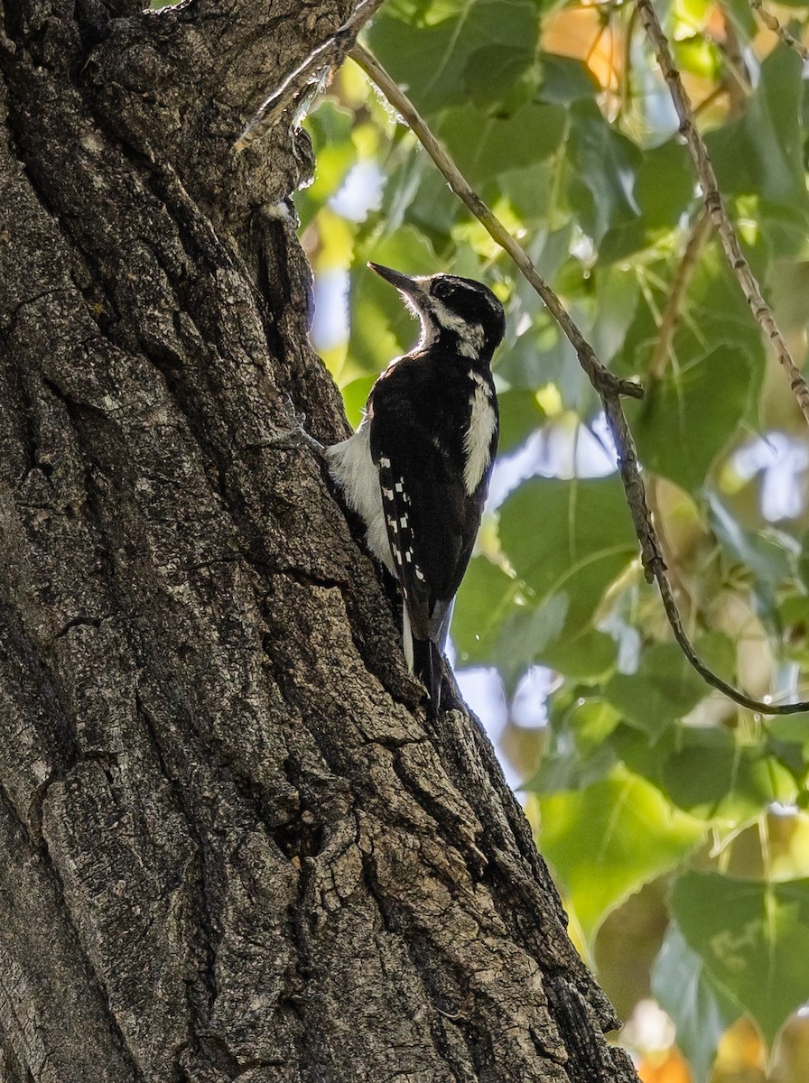 Hairy Woodpecker - ML468753401
