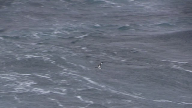 Cape Petrel (Antarctic) - ML468757441