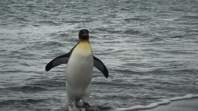 King Penguin - ML468760