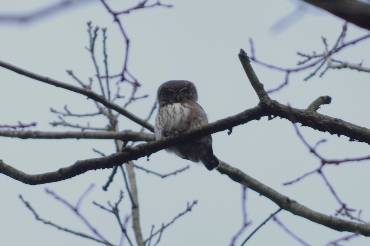 Eurasian Pygmy-Owl - ML468766071