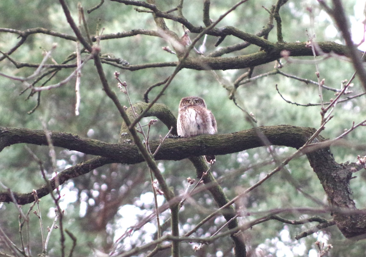 Eurasian Pygmy-Owl - ML468767461
