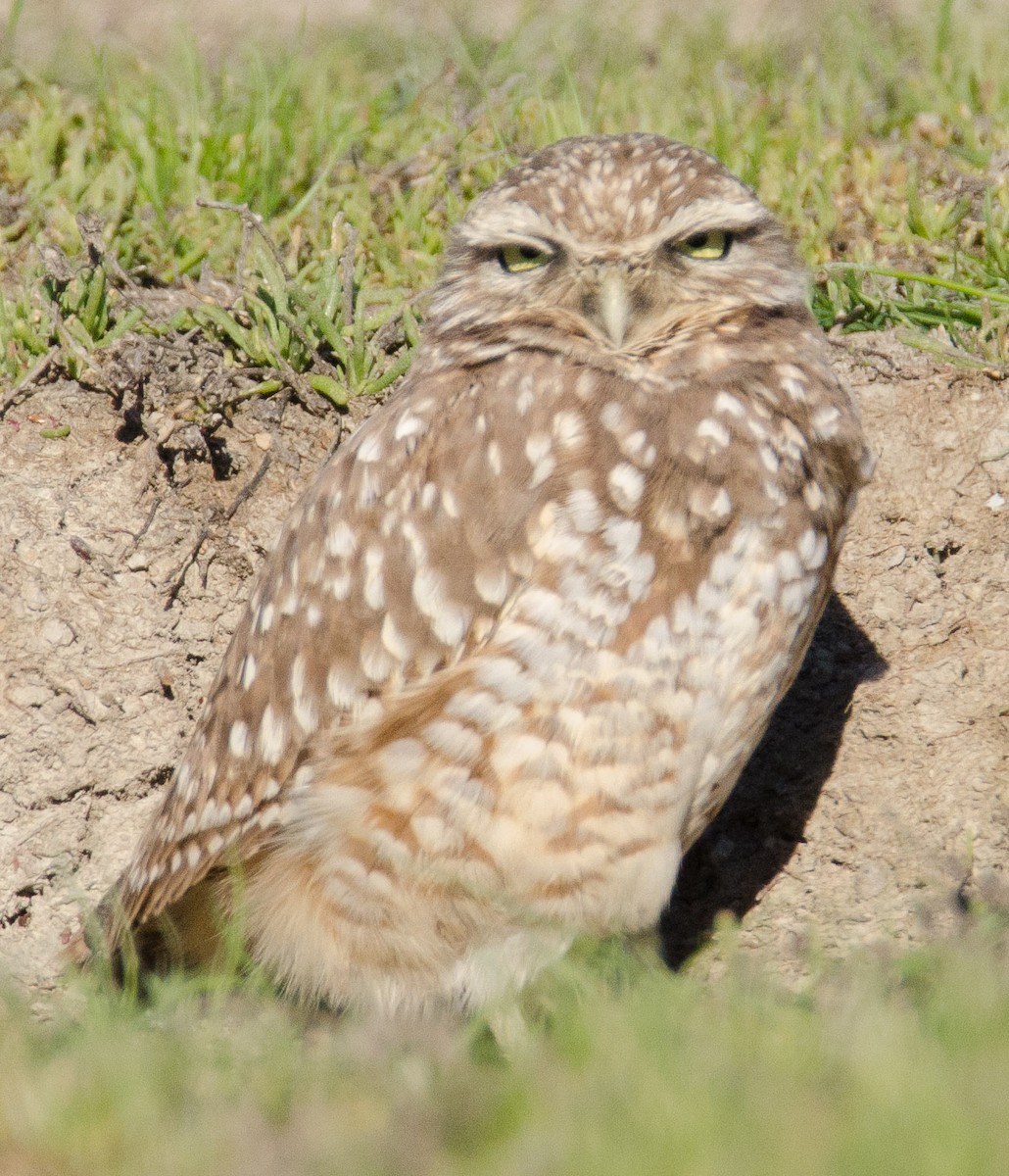 Burrowing Owl - ML46876981