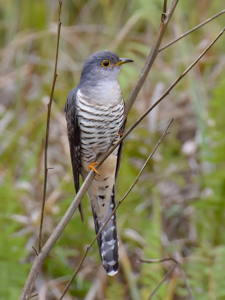 Madagascar Cuckoo - ML468775591