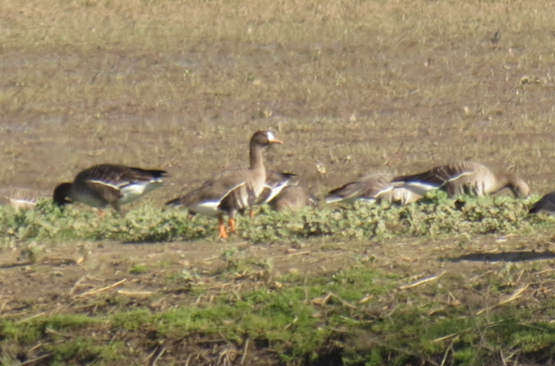 Greater White-fronted Goose - ML46877831