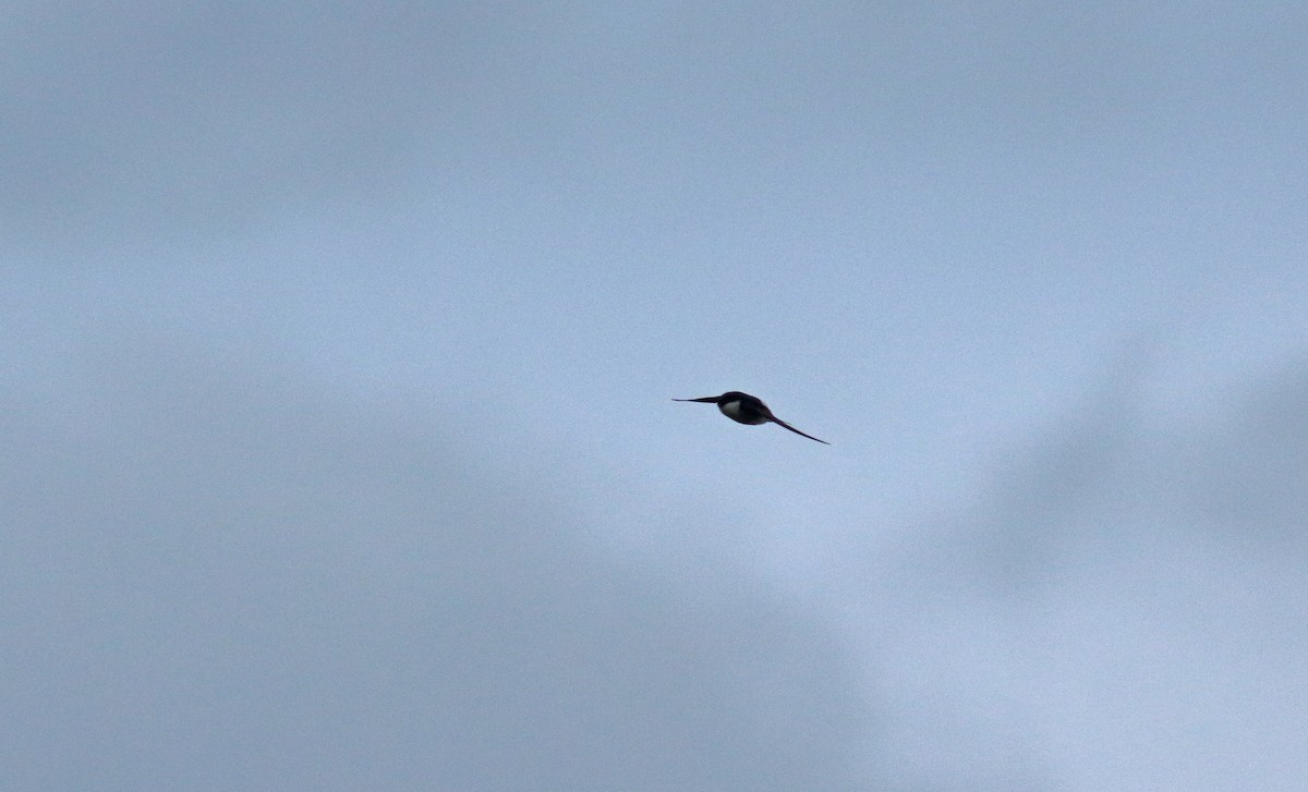 ML468779931 Common House-Martin Macaulay Library