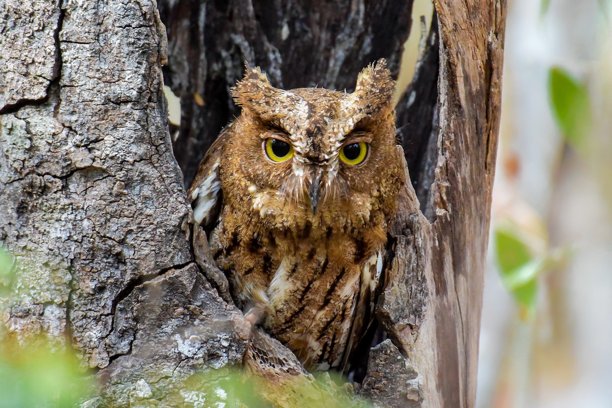 Madagascar Scops-Owl (Torotoroka) - ML468781101
