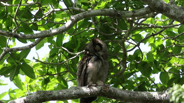Verreaux's Eagle-Owl - ML468785741