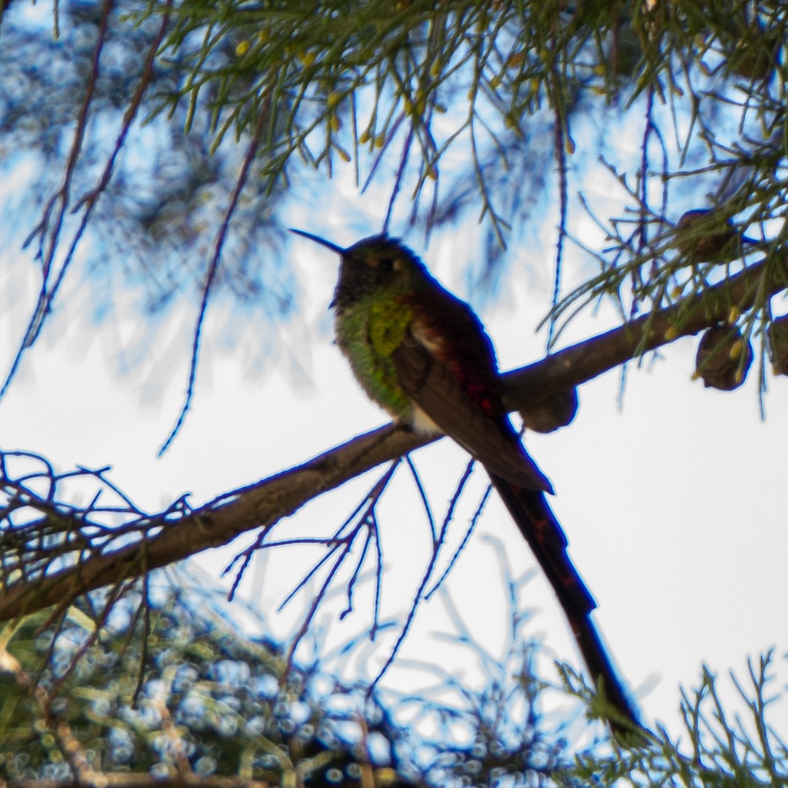 Red-tailed Comet - ML468788301