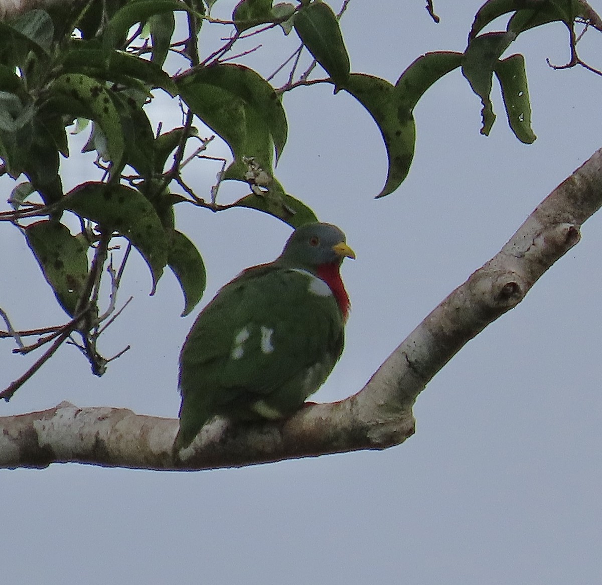 Claret-breasted Fruit-Dove - ML468789611