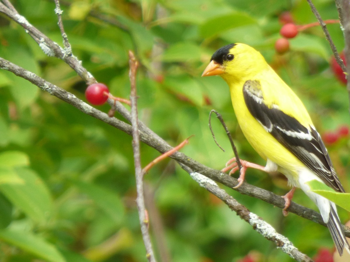 ML468790151 American Goldfinch Macaulay Library