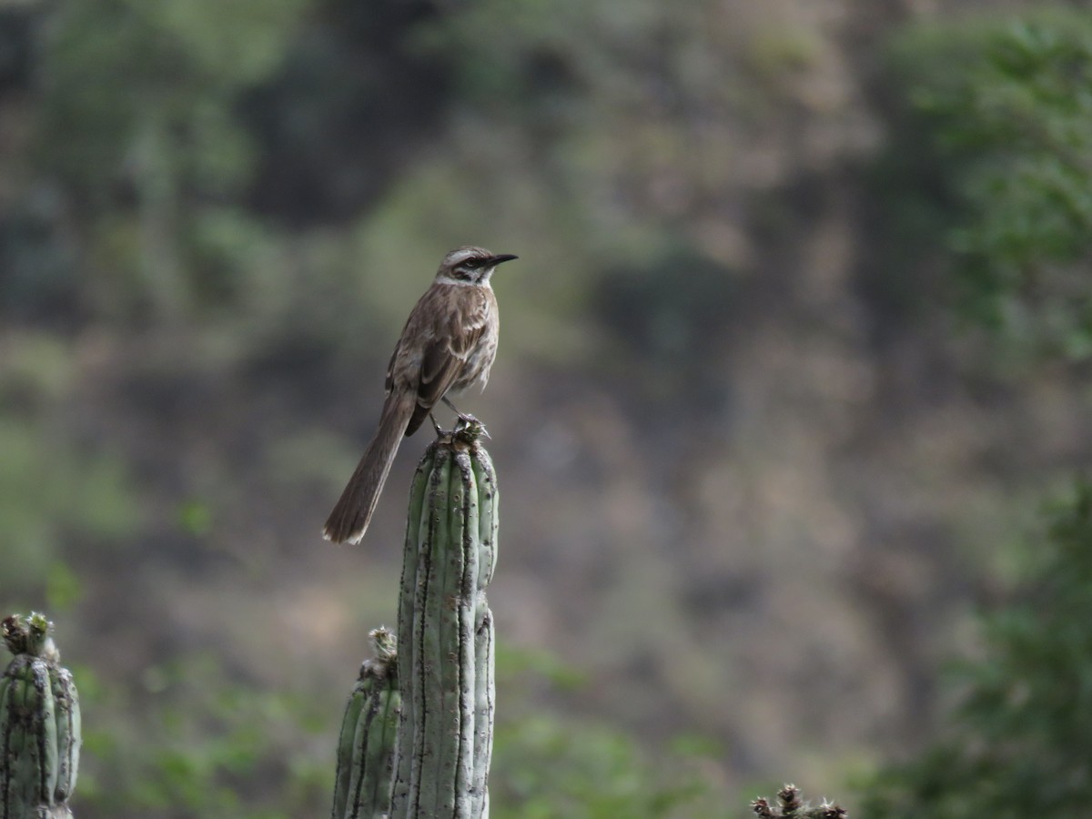 Long-tailed Mockingbird - Manuel Roncal