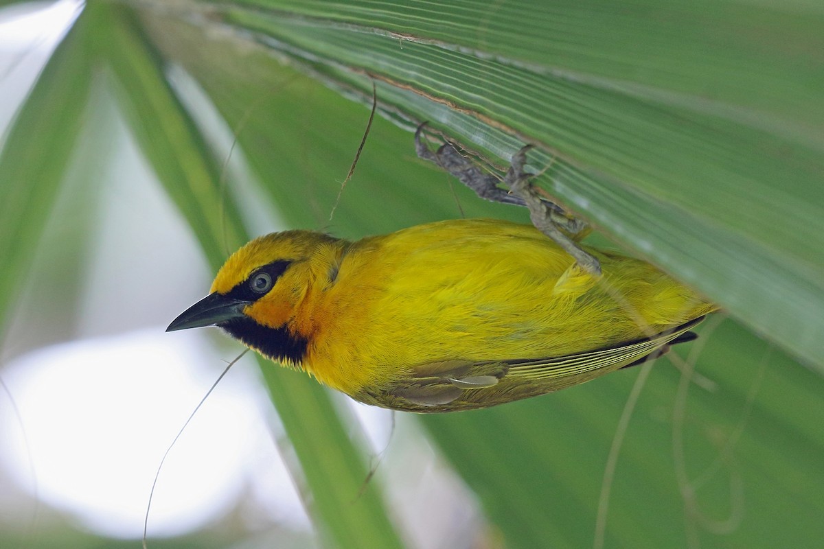 Spectacled Weaver (Yellow-throated) - Nigel Voaden