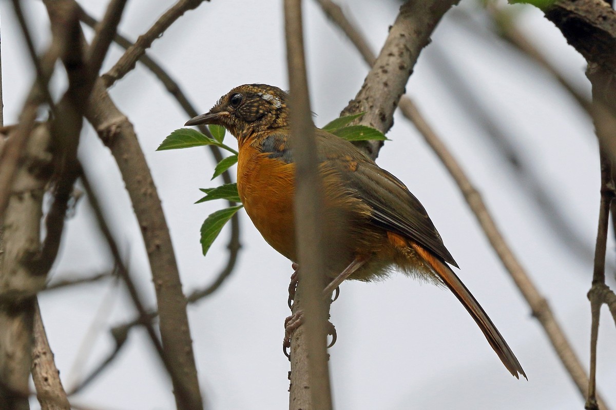 White-browed Robin-Chat - ML46879371