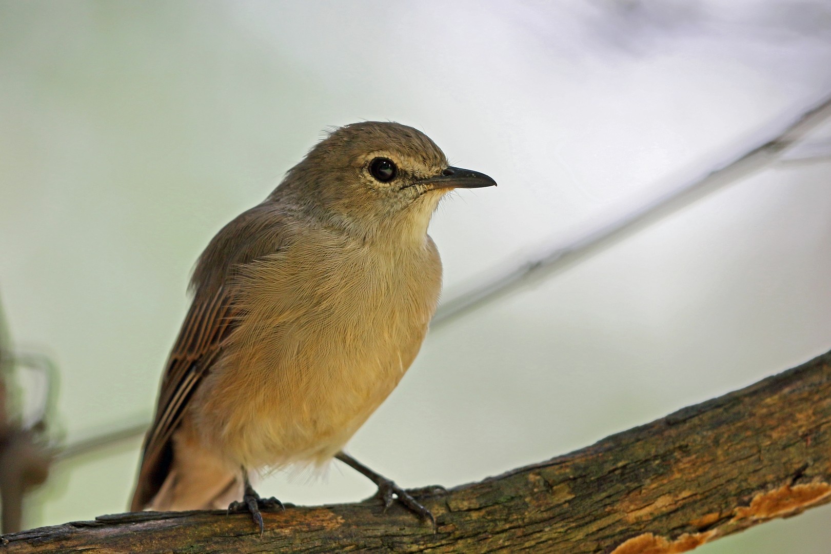 mucharka blada [gr. pallidus] - eBird