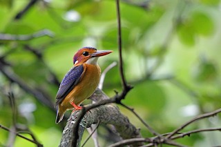  - African Pygmy Kingfisher