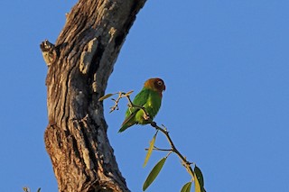  - Lilian's Lovebird