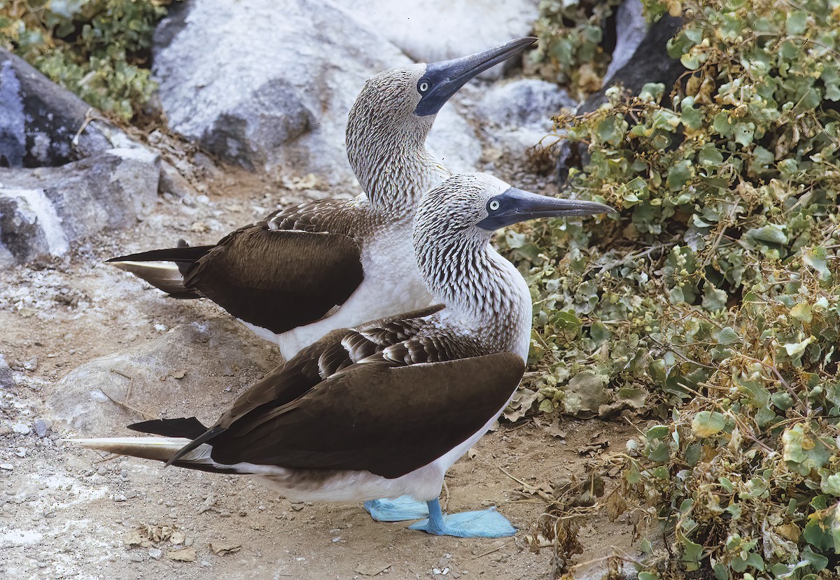 Blue-footed Booby - Mark Chappell