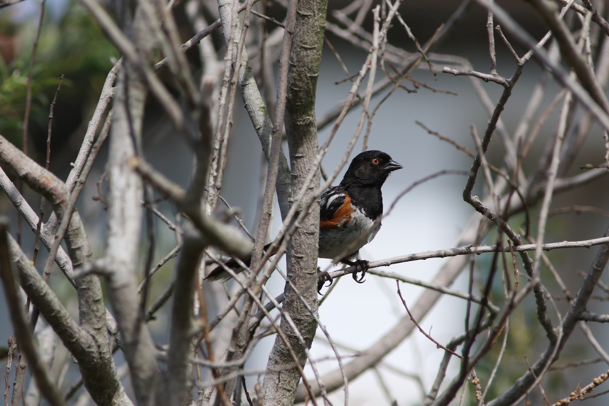 Spotted Towhee - ML468806721