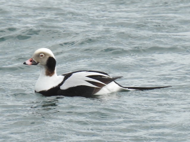 Long-tailed Duck - eBird