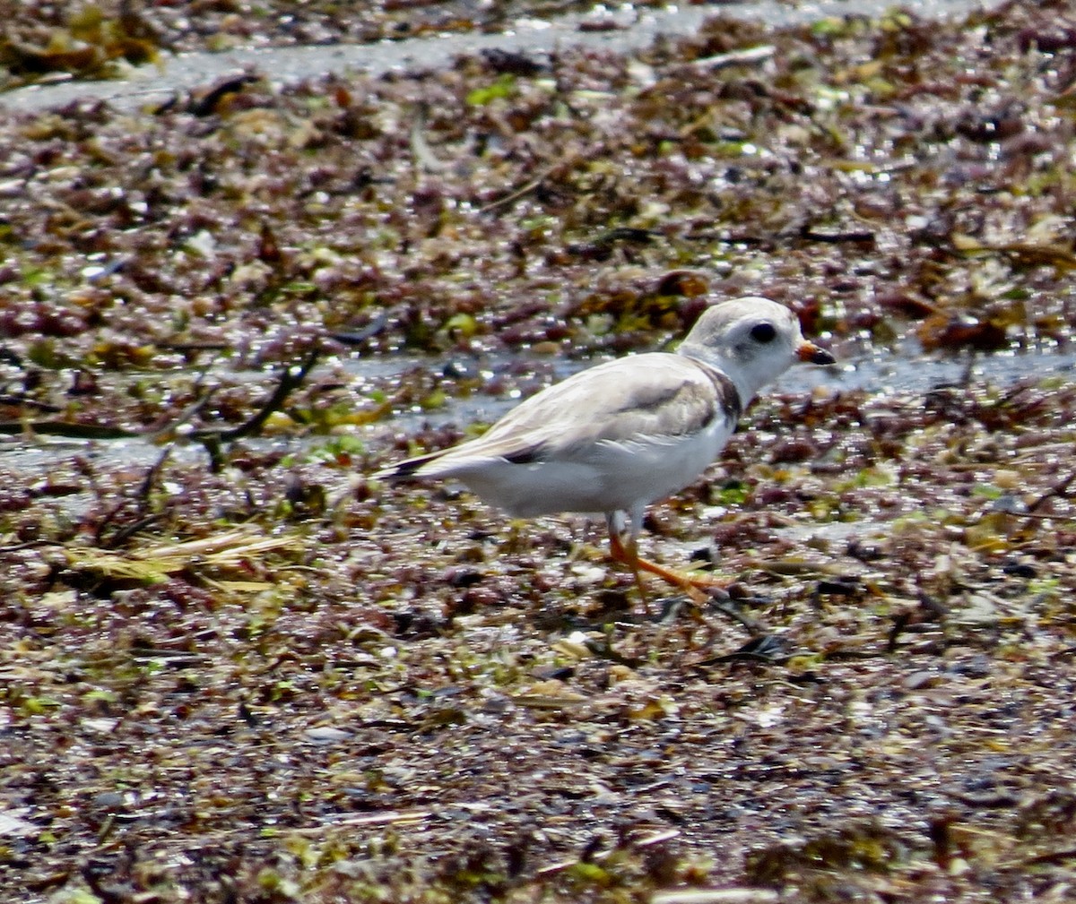 Piping Plover - ML468814521