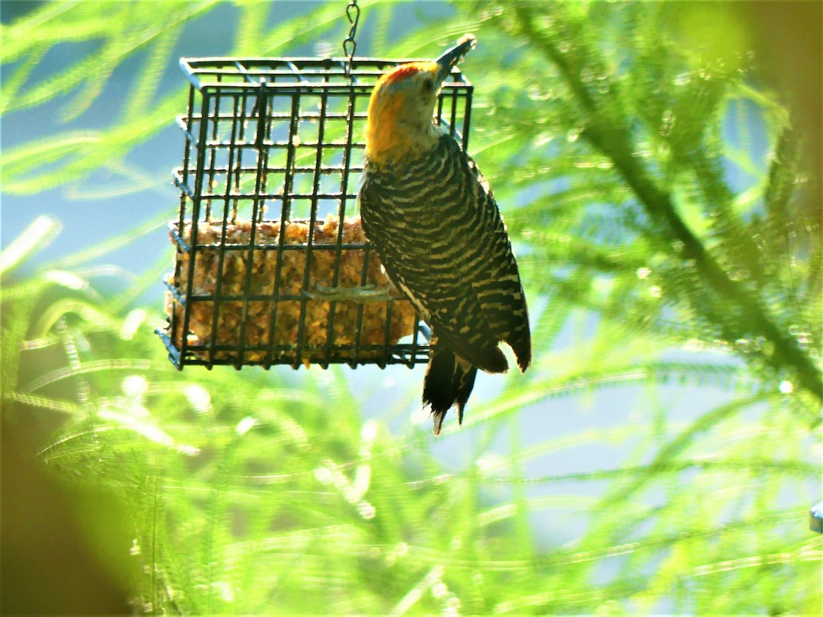 Golden-fronted Woodpecker - ML468815551