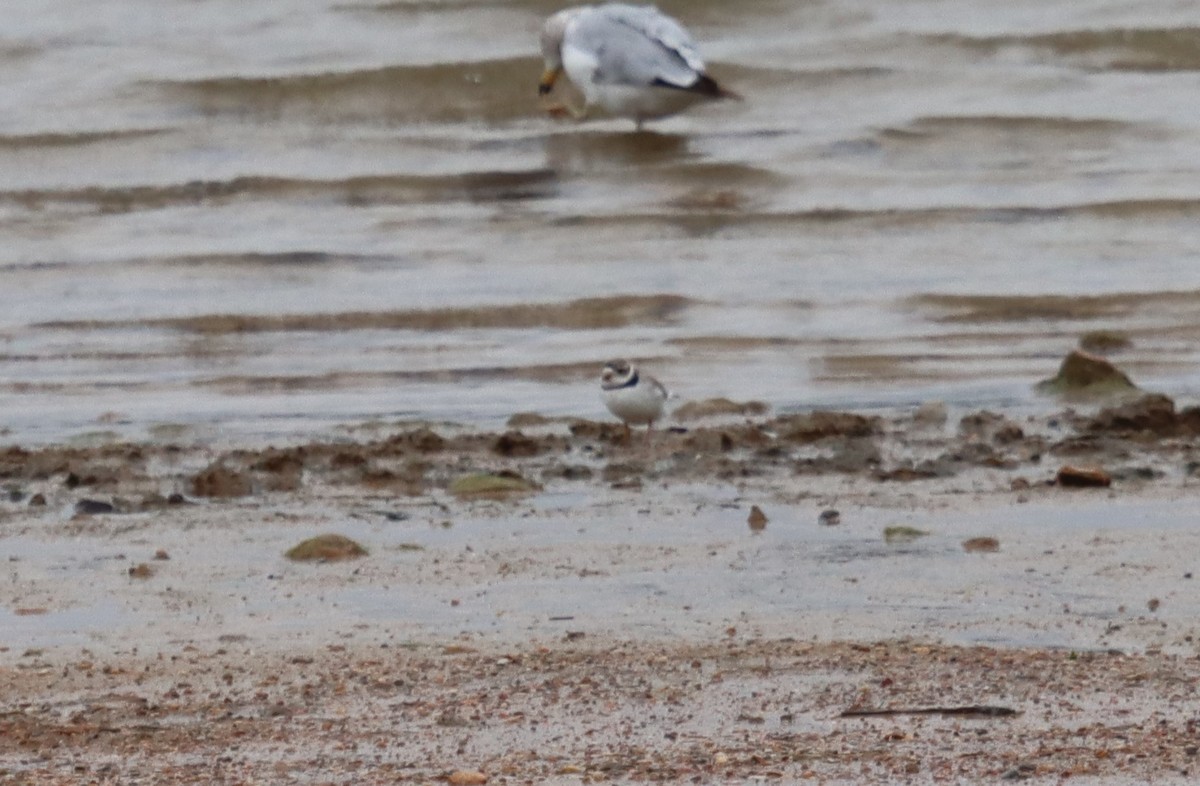 Piping Plover - ML468824431