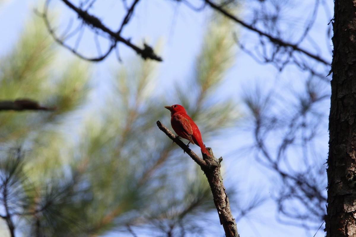Summer Tanager - Chad Meyer