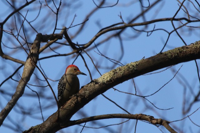 Red-bellied Woodpecker - Rick Newton
