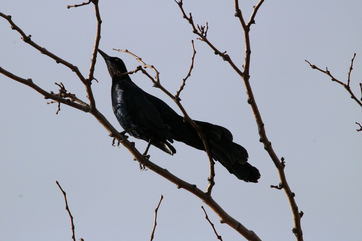 Great-tailed Grackle - ML468851361