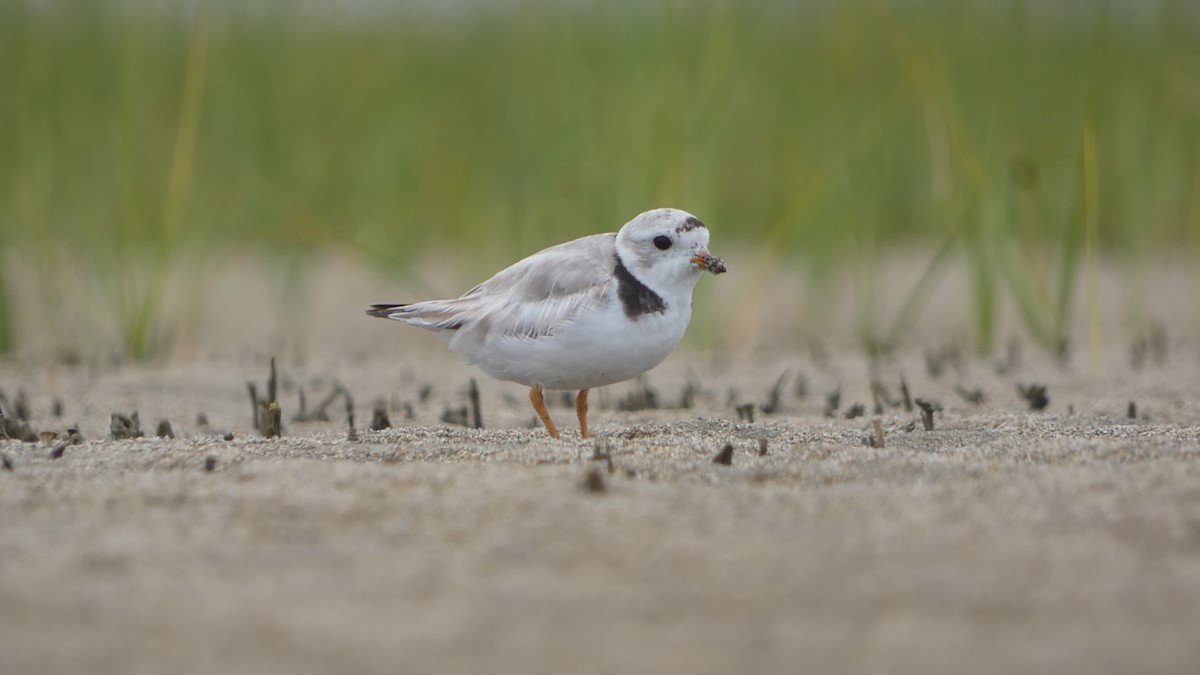 Piping Plover - ML468852591