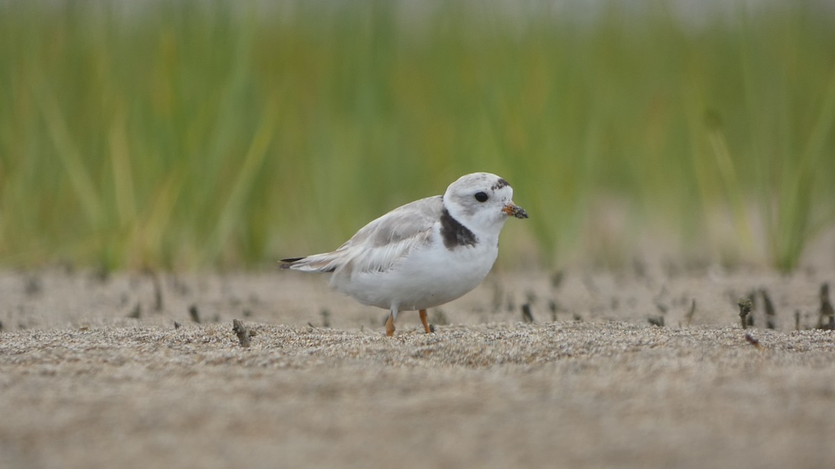 Piping Plover - ML468852621