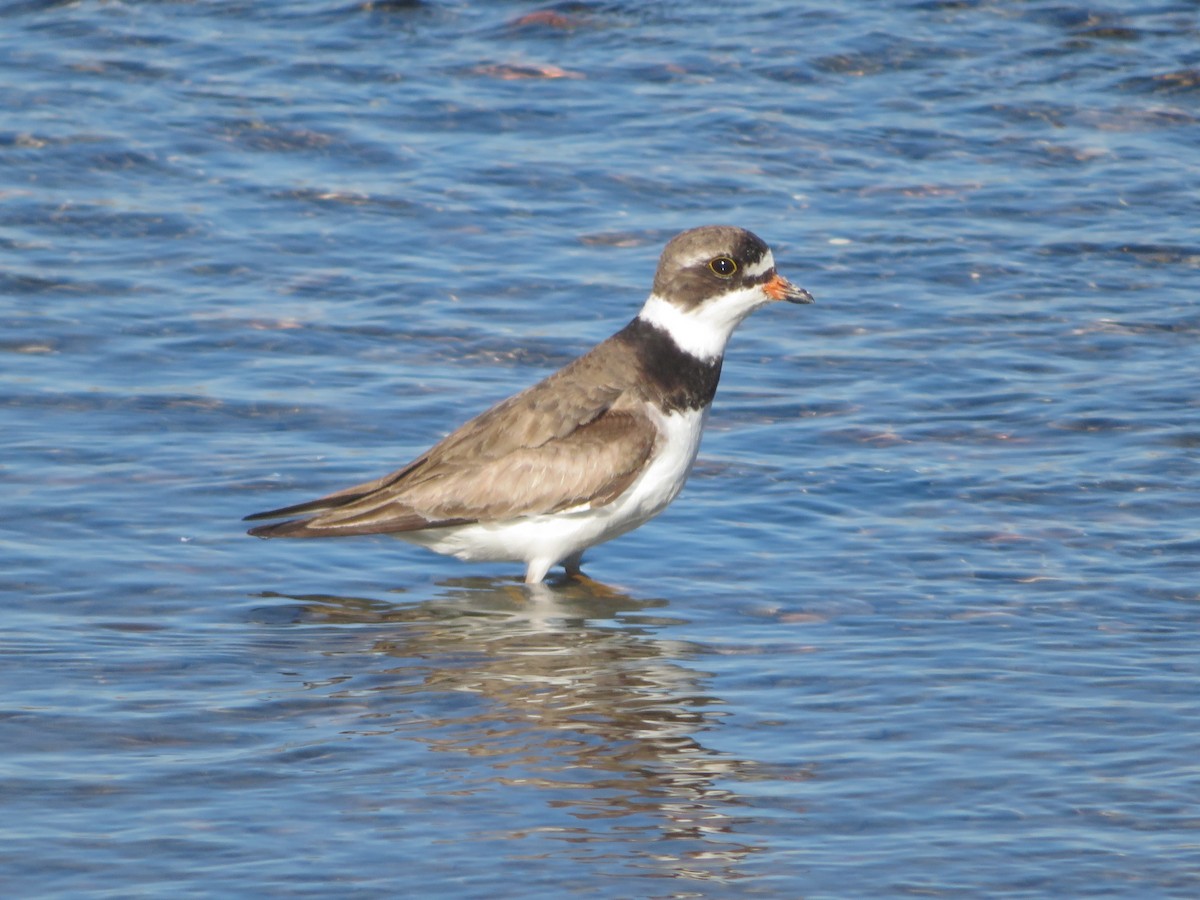 Semipalmated Plover - ML468852721