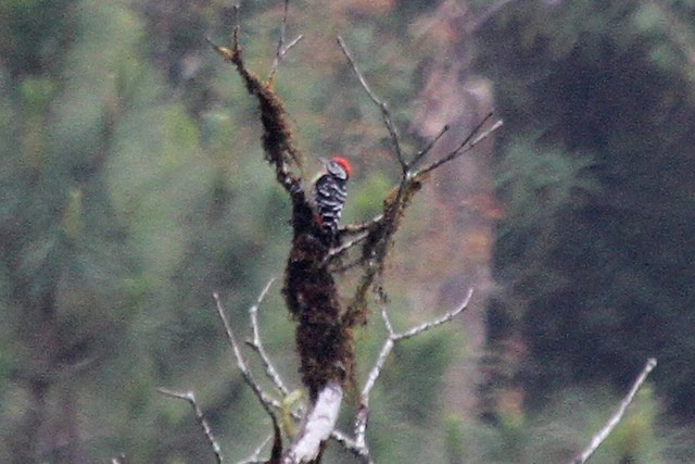 Stripe-breasted Woodpecker - Jeffrey Offermann