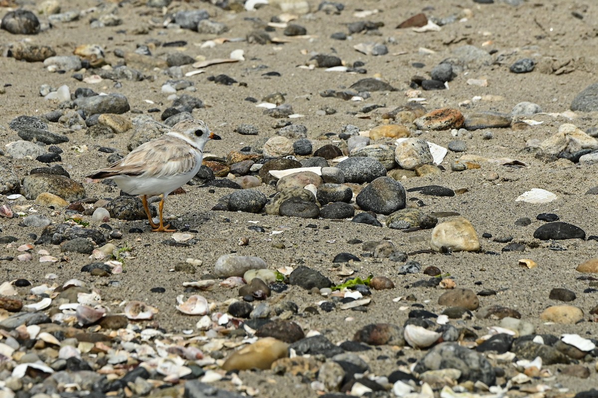 Piping Plover - ML468855591