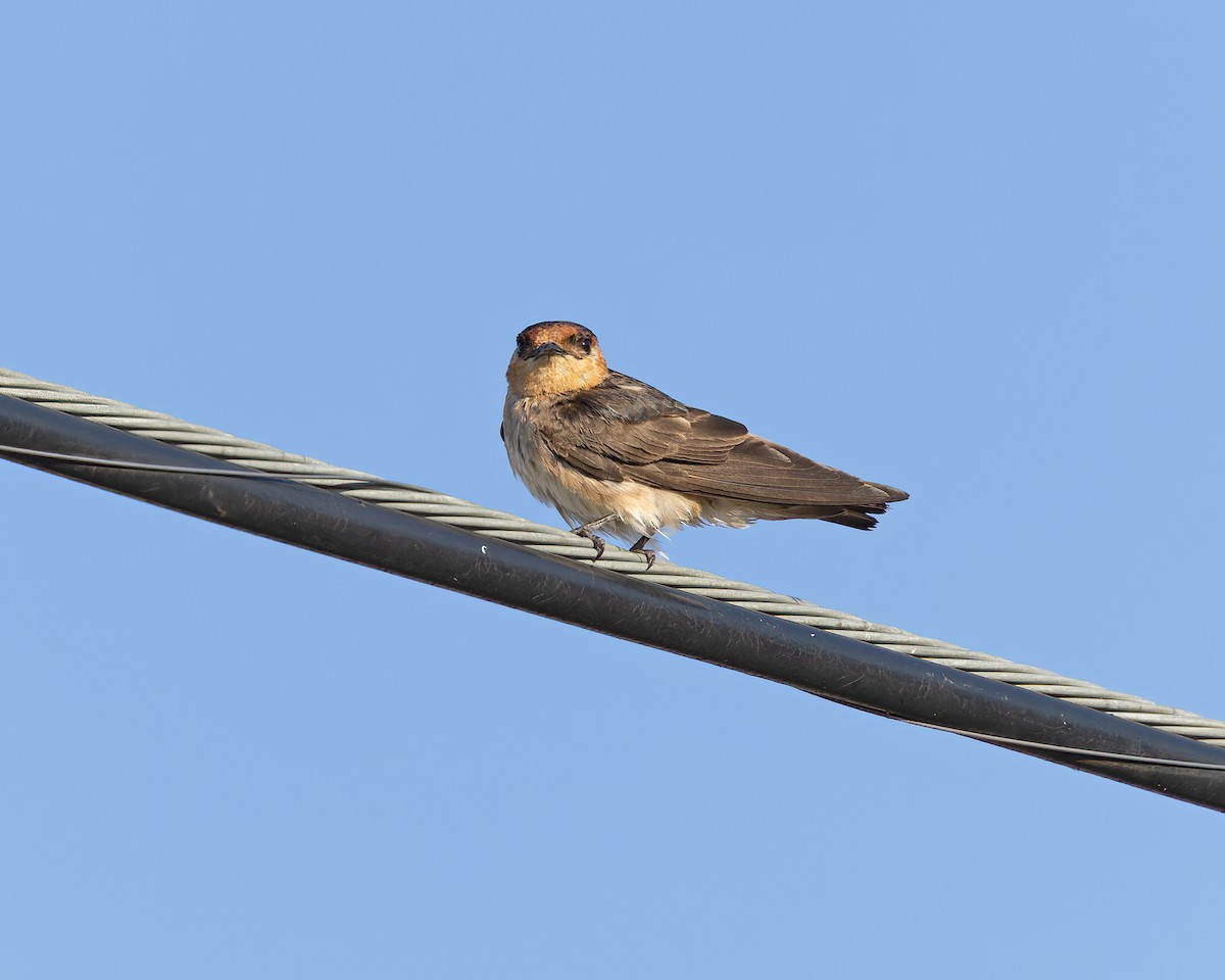 Cave Swallow - ML468857751
