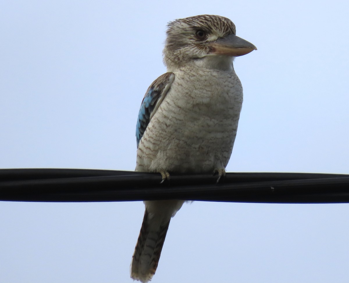 Blue-winged Kookaburra - ML468864671