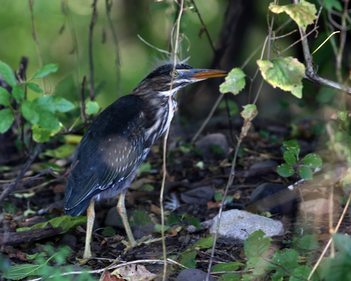 New York Breeding Bird Atlas Checklist - 20 Jul 2022 - Black Dirt ...