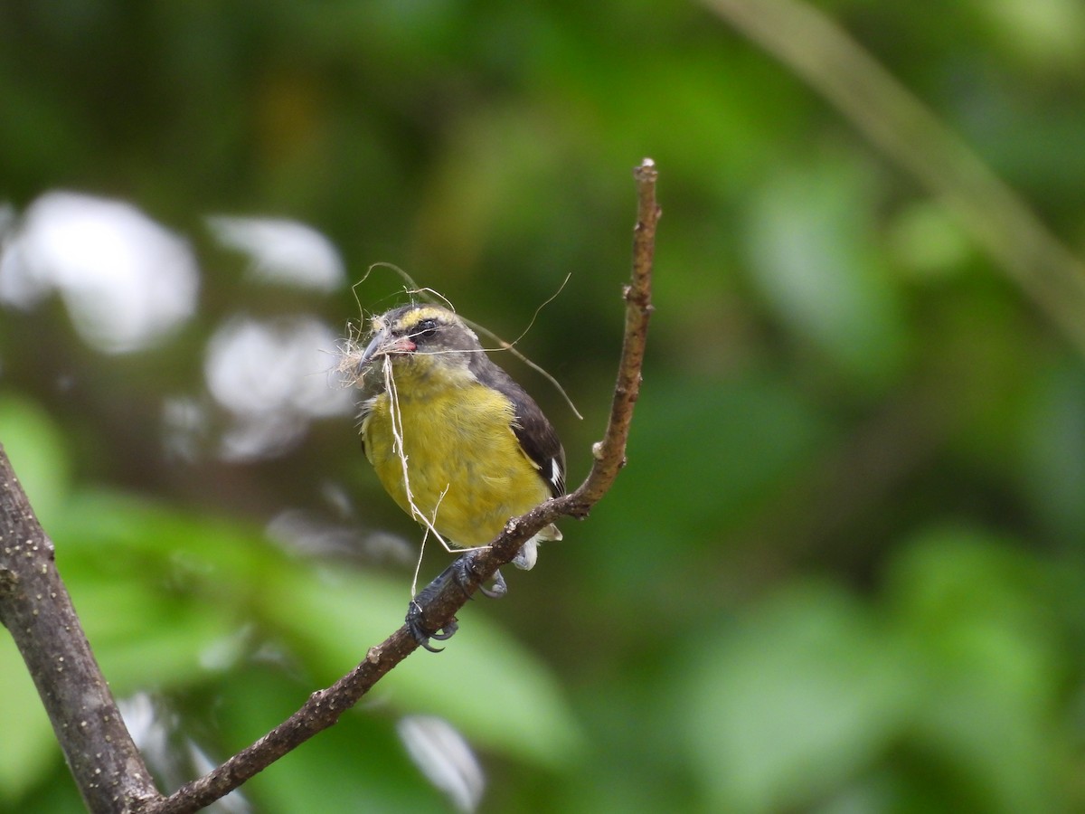 Ebird Caribbean Checklist Jul Casa Cambalache E Species