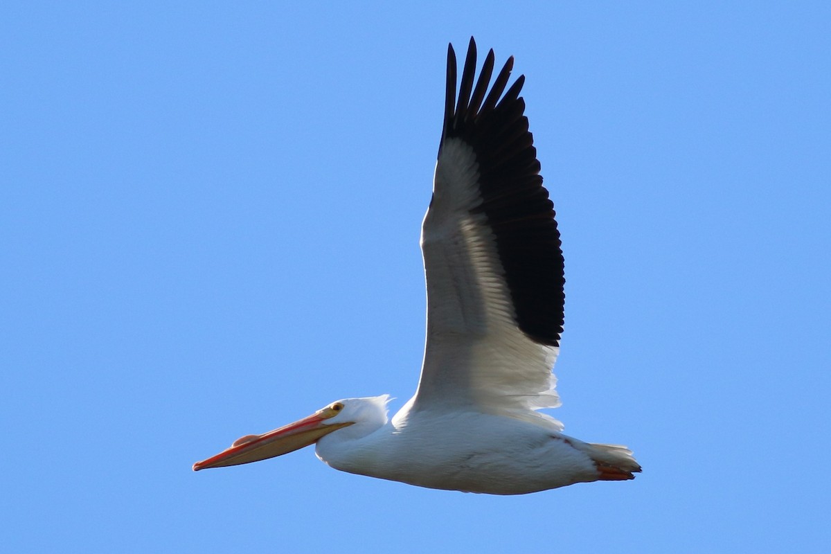 American White Pelican - Dick Plambeck