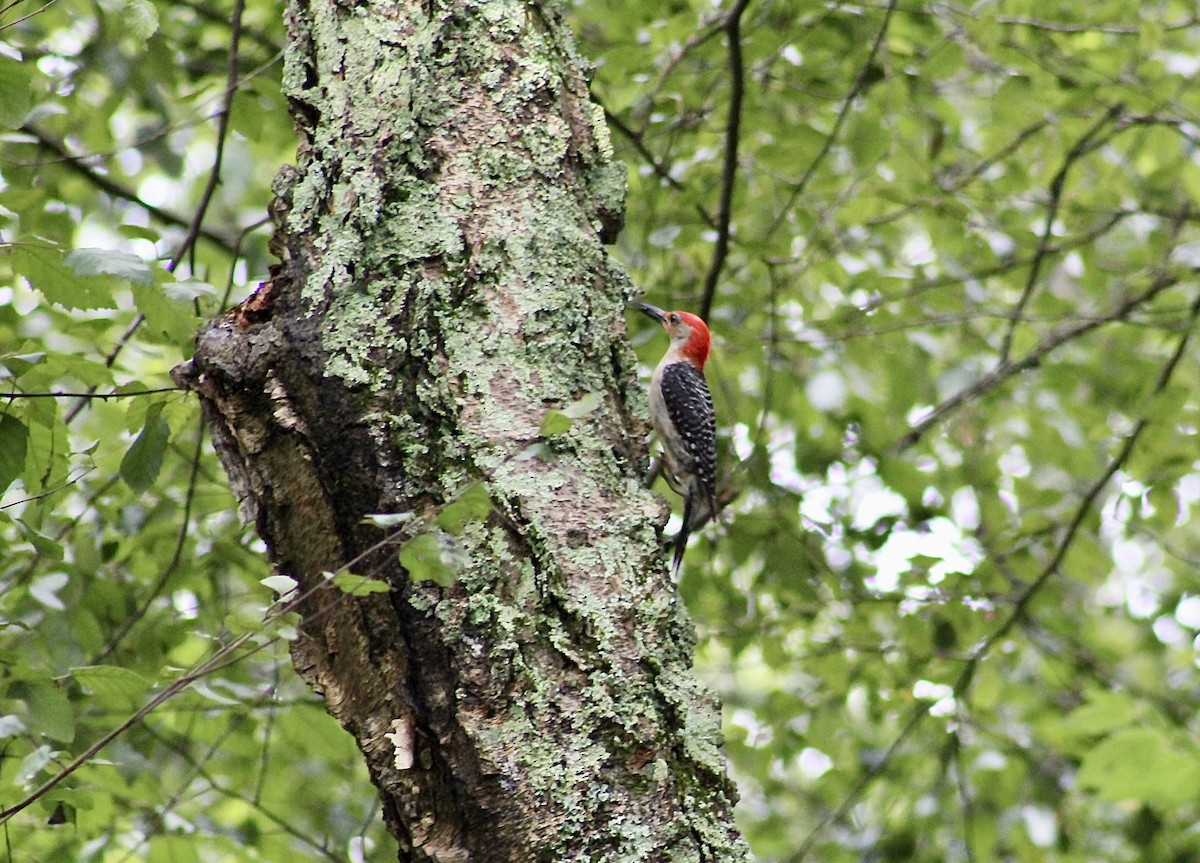 Red-bellied Woodpecker - Rolin Cosper
