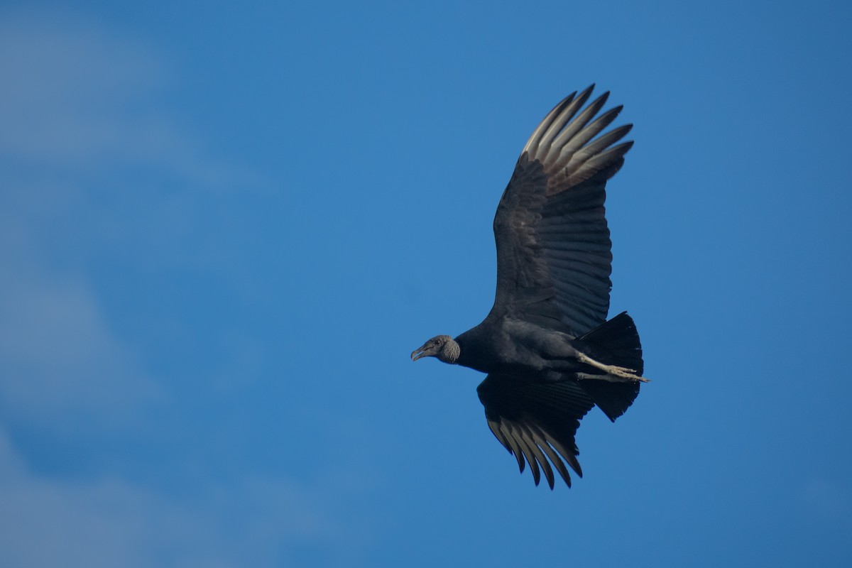 Black Vulture - ML468868211