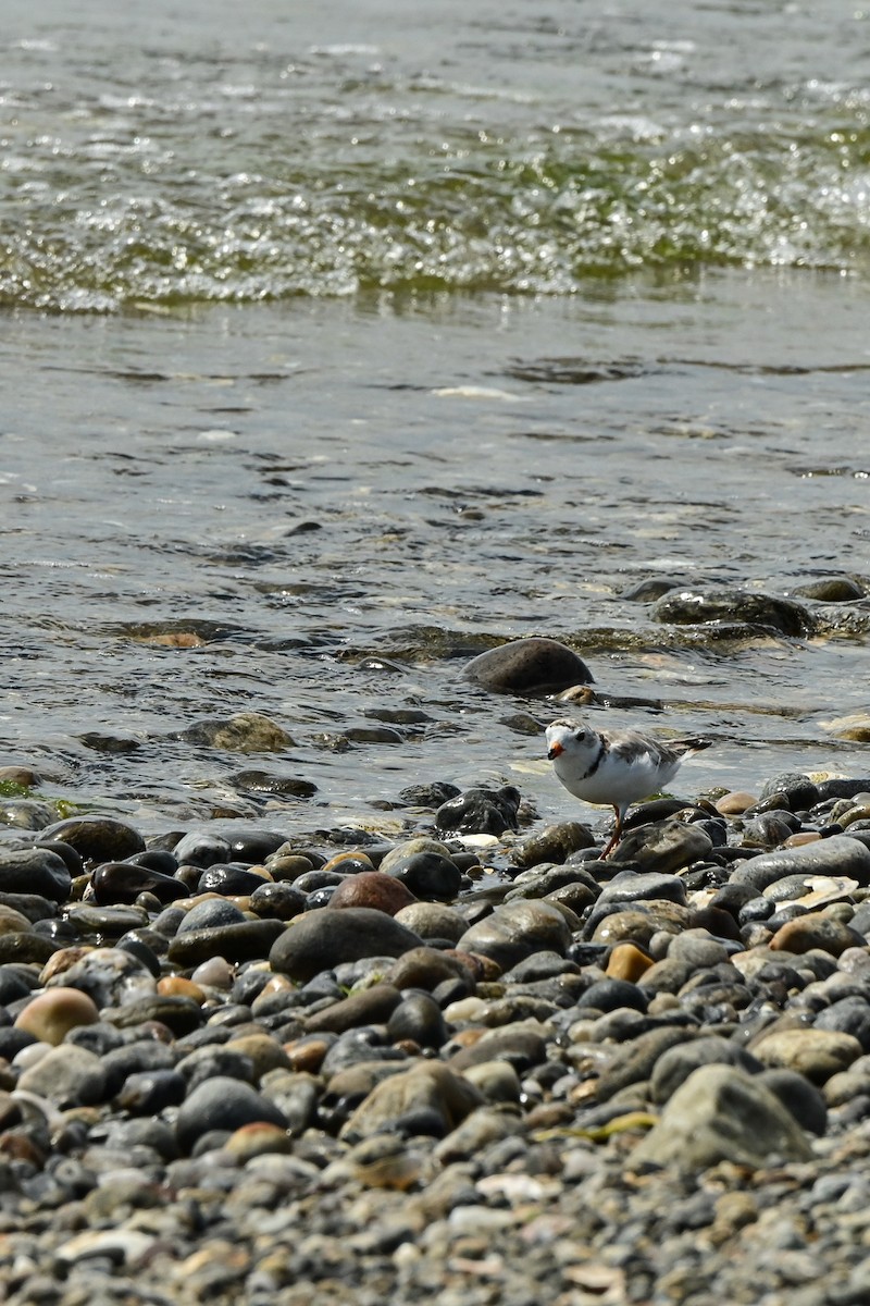 Piping Plover - ML468869931