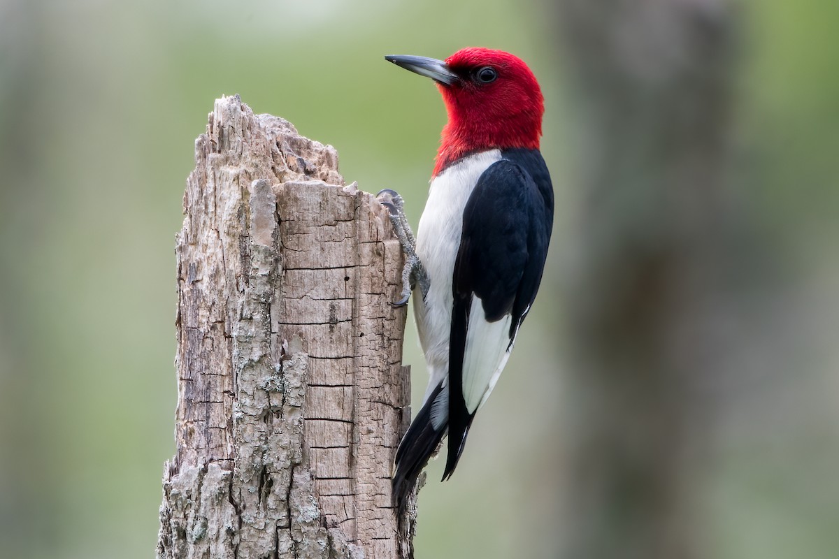 Red-headed Woodpecker - ML468872941