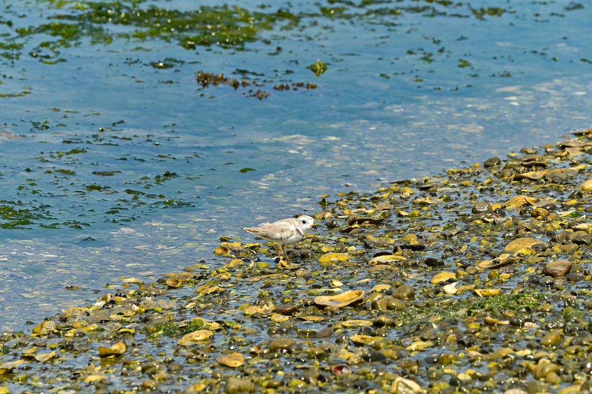Piping Plover - ML468874841